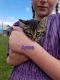 Mixed Cats for sale in Barto, PA 19504, USA. price: NA