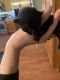 Mixed Cats for sale in Glendale, AZ 85308, USA. price: $50