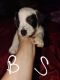 Mixed Puppies for sale in Colorado Springs, CO, USA. price: NA