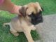 Molossus Puppies for sale in Denver, CO, USA. price: NA