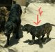 Molossus Puppies for sale in Victorville, CA, USA. price: NA