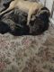 Molossus Puppies for sale in Birch Run, MI 48415, USA. price: NA