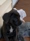 Molossus Puppies for sale in Amherst, NY, USA. price: NA