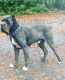Molossus Puppies for sale in Ellenwood, GA, USA. price: NA
