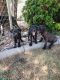 Molossus Puppies for sale in Mesa, AZ, USA. price: NA