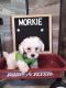 Morkie Puppies for sale in Guin, AL 35563, USA. price: $600