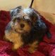 Morkie Puppies for sale in Haddam, CT, USA. price: NA
