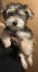 Morkie Puppies for sale in St Marks Ave, Brooklyn, NY, USA. price: NA