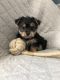 Adorable female Morkie ready to join a loving family!