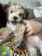 Re-homing two morkie puppies