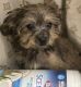 Morkie Puppies for sale in Stockbridge, GA, USA. price: $1,300