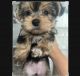 7 week morkie puppies. Looking for a new home