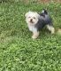 Morkie Puppies for sale in Wheelersburg, OH, USA. price: $1,000