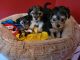 Morkies for Sale