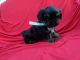 Morkie Puppies for sale in Anaheim, CA, USA. price: NA