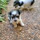 Morkie Puppies for sale in Redding, CA, USA. price: NA