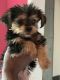 Morkie Puppies for sale in Middletown, NY 10940, USA. price: NA