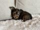 Morkie Puppies for sale in Dallas, TX, USA. price: $1,500