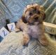 Morkie Puppies for sale in Tempe, AZ, USA. price: NA