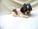 Morkie Puppies for sale in Hacienda Heights, CA, USA. price: NA