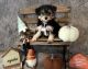 Morkie Puppies for sale in Dallas, GA 30132, USA. price: $900