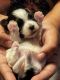 Morkie Puppies for sale in Los Angeles, CA, USA. price: NA
