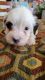 Morkie Puppies for sale in Atlanta, GA, USA. price: $1,500