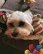 Morkie Puppies for sale in Pinellas Park, FL 33782, USA. price: NA