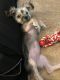 Morkie Puppies for sale in Garland, TX, USA. price: $300