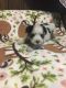 Morkie Puppies for sale in Rutland Township, SD, USA. price: NA