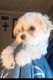 Morkie Puppies for sale in Memphis, TN 38127, USA. price: NA