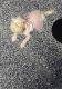 Morkie Puppies for sale in West Palm Beach, FL, USA. price: NA