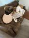 Morkie Puppies for sale in Lauderhill, FL, USA. price: NA