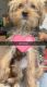 Morkie Puppies for sale in Weston, FL, USA. price: NA