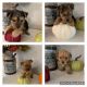 Morkie Puppies for sale in Asheville, NC, USA. price: NA