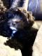 Morkie Puppies for sale in Colorado Springs, CO, USA. price: NA