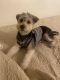 Morkie Puppies for sale in Fontana, CA, USA. price: NA