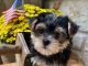 Morkie Puppies for sale in Cedar Park, TX, USA. price: NA