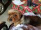 Morkie Puppies for sale in Amarillo, TX, USA. price: NA