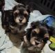Morkie Puppies for sale in Woods Cross Rd, Virginia 23061, USA. price: $1,600