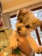 Morkie Puppies for sale in Libertyville, IL, USA. price: $1,000