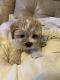 Morkie Puppies for sale in Gaithersburg, MD, USA. price: $800