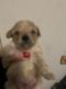 Morkie Puppies for sale in Naugatuck, CT 06770, USA. price: NA