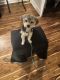 Morkie Puppies for sale in Prince George's County, MD, USA. price: $1,100