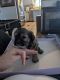 Morkie Puppies for sale in Fort Mohave, AZ, USA. price: $1,000