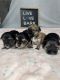 Morkie Puppies for sale in Phoenix, AZ, USA. price: $1,750