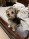 Morkie Puppies for sale in Palm Harbor, FL, USA. price: NA