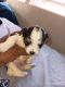 Morkie Puppies for sale in Chicago, IL, USA. price: $4,000