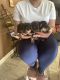 Morkie Puppies for sale in Lawrenceville, GA, USA. price: $1,200
