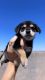 Morkie Puppies for sale in Laveen Village, Phoenix, AZ, USA. price: $800